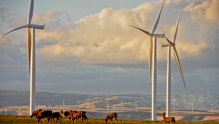 三个风力涡轮机直插云霄, 背景是远处一排涡轮机, 还有一群野生麋鹿在前景吃草